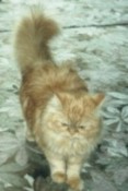 She is Dasha