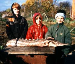 A mix of interest and pity to a fishy!