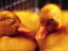 goldenduck.jpg (50188 bytes)