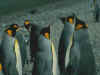 penguenler.jpg (8257 bytes)