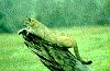 pusudapanter.gif (30847 bytes)