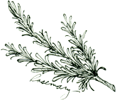 Sketch of herb rosemary