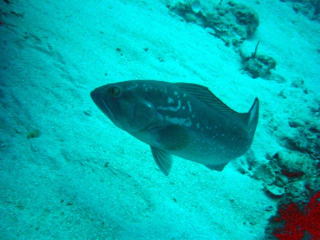 Dsc00030
