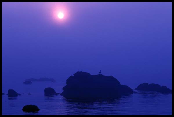 lovis_cove2.JPG (13593 bytes)