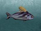 3D Rooster fish