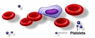 platelets