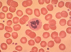 red blood cell