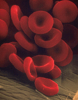 take a good look at those red blood cells (aren't they cute?)