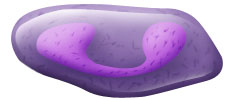 white blood cell