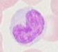 monocyte