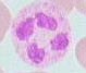 neutrophils