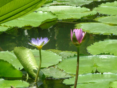 Lilies_Jim Thompson House