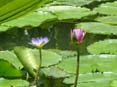Lilies_Jim_Thompson