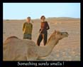 Camel_Smells