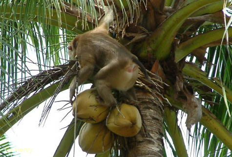 Coconut_Picking