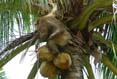 Coconut_Picking