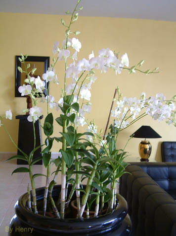 Orchids
