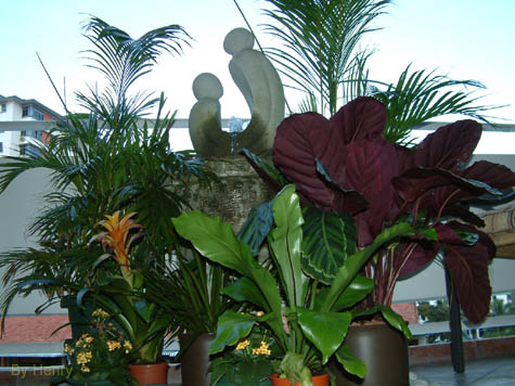 Our_Garden