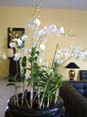 Orchids