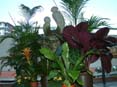Our_Garden