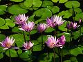 http://www.oocities.org/sg/yslc5830/1ps_Scenery3a_Water_Lilies.JPG