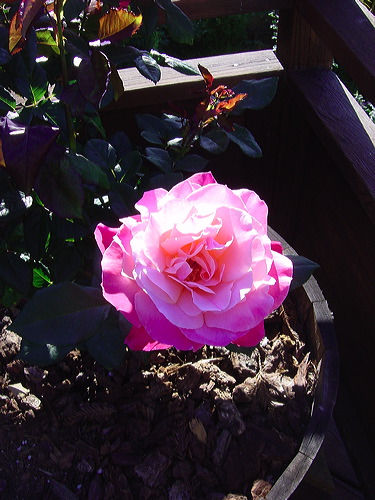 dsc01589.jpg