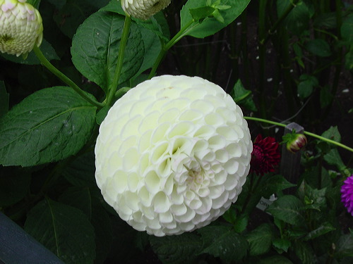 dsc01619.jpg
