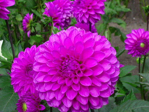 dsc01620.jpg