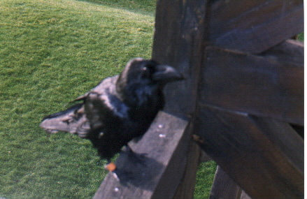 toweroflondon-raven