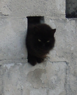 kw-cat