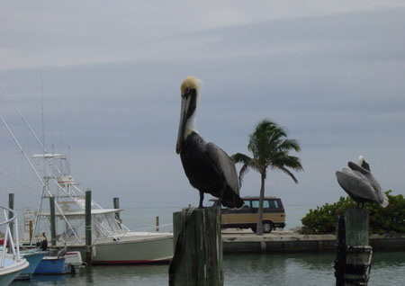 pelican