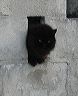 kw-cat