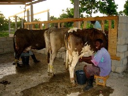 Milking operation starts