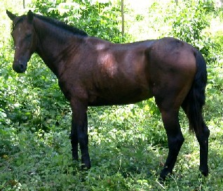 Mr Ed
