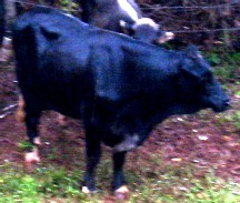 Our Bull