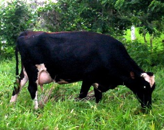 A Cow