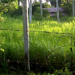 Grass field
