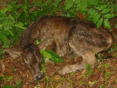 newborn calf