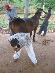 Shoeing Mr Ed
