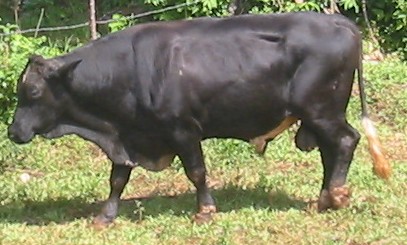 Our Bull