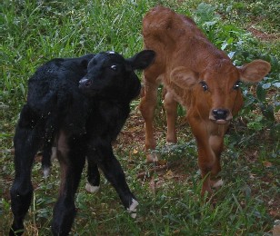 two calfs