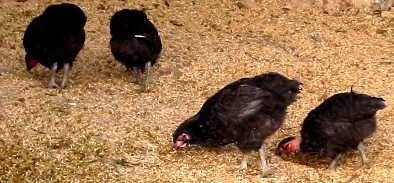 chickens everywhere