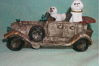 Bichon and car