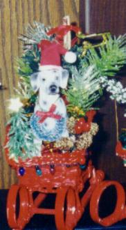 Beautiful dog in sleigh