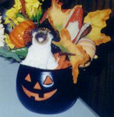 Bulldog Jack-O-Lantern