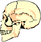 side skull