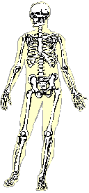 skeleton