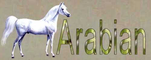 arabbackgroundbutton.jpg (19590 bytes)