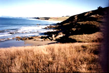 Shag Point