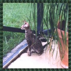 Chestnut Mackerel Tabby